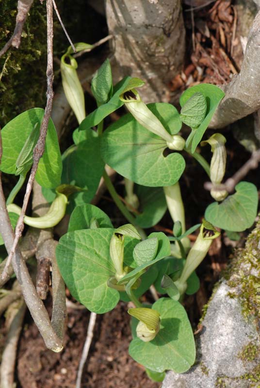 Zerynthia polyxena, Uovo e pianta nutrice